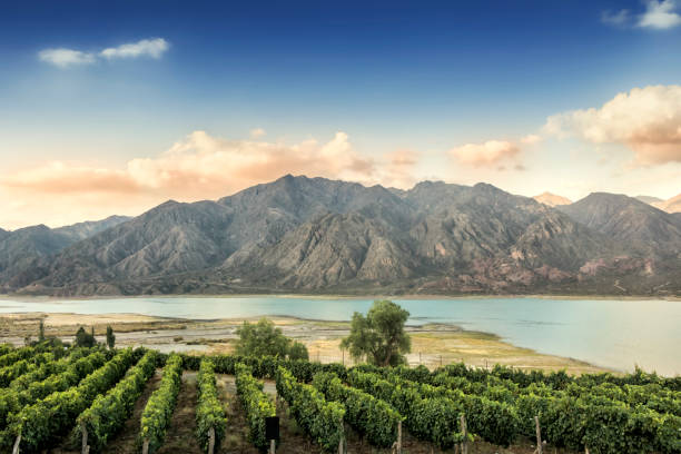 Beautiful Malbec vineyard high in the Andes mountain range. Lujan de Cuyo, Mendoza, Argentina.