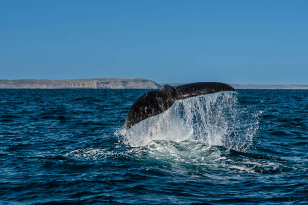 Sohutern right whale tail, endangered species, 